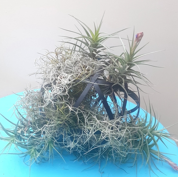 SALE METAL Geo Ball Living Air plant Thilandsia moss l